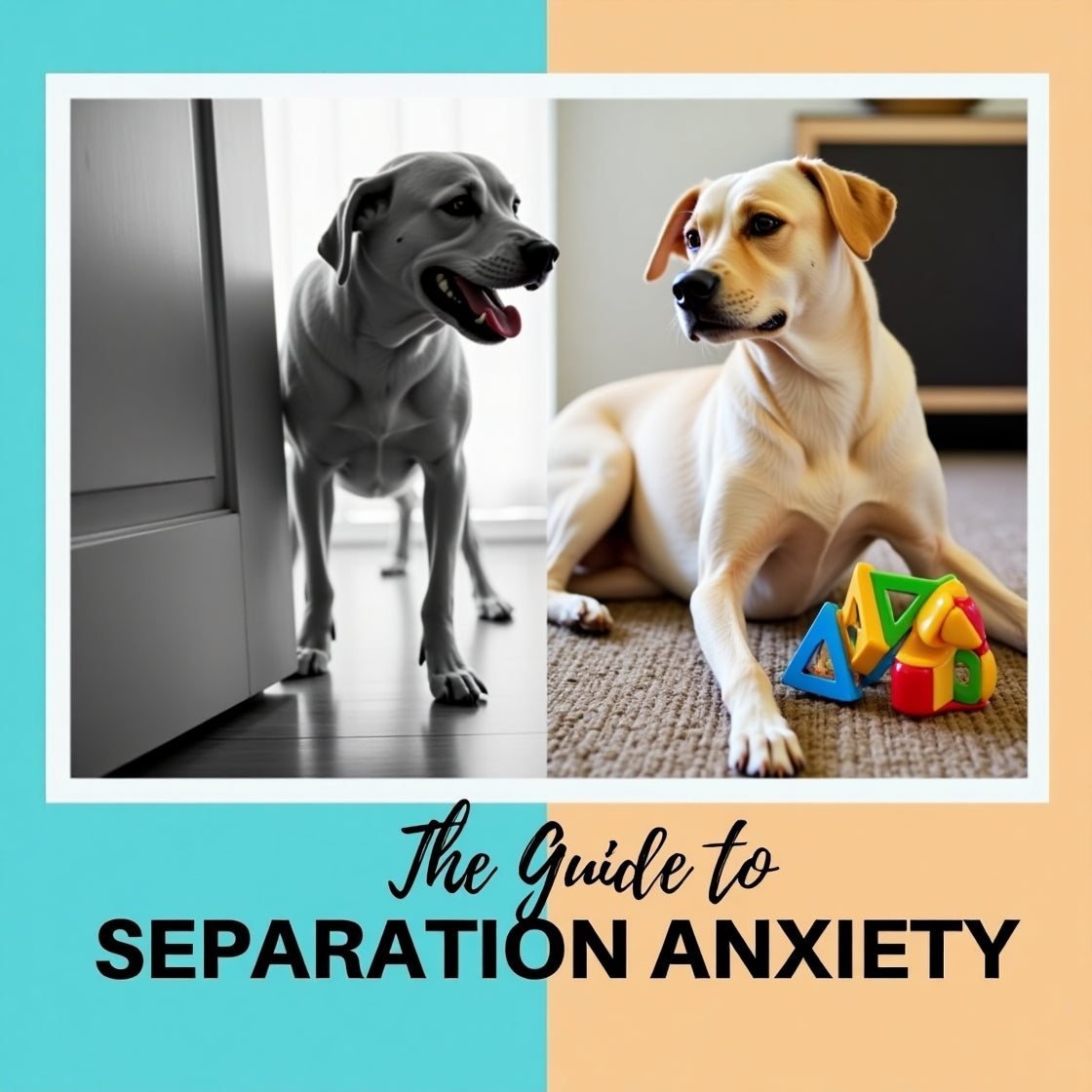 Guide to Dog Health and Happiness